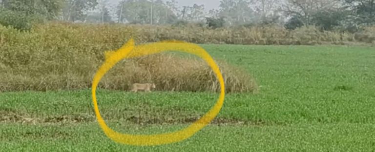 मौहाभांठा में देखा गया शेर पहुंचा राजपुर,सहसपुर , ग्रामीण भयभीत