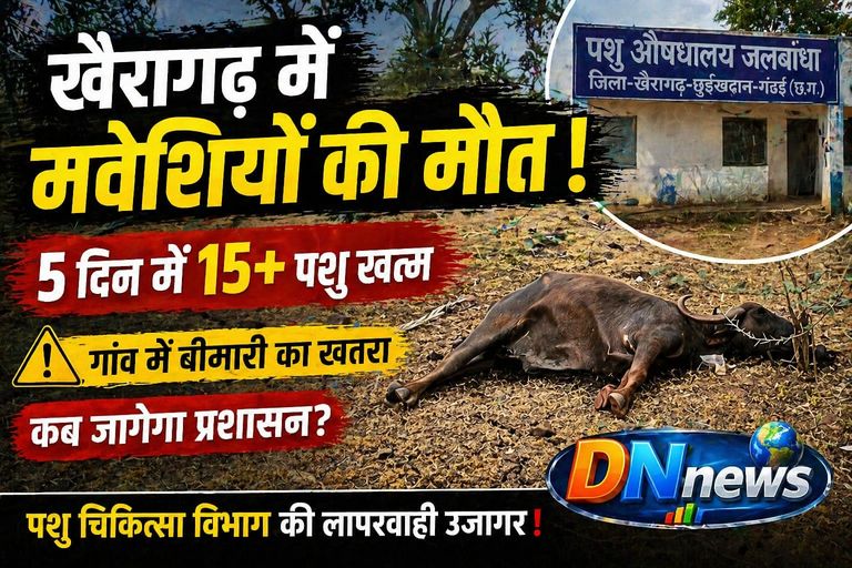 खैरागढ़ में मवेशियों की रहस्यमयी मौत से हड़कंप: 5 दिनों में 15 से ज्यादा पशु मरे, पशु चिकित्सा विभाग पर उठे सवाल