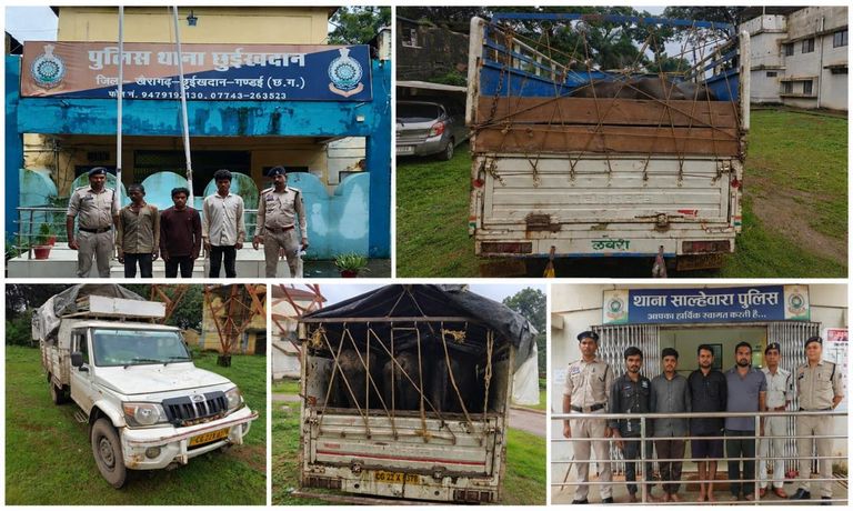 गौवंश के अवैध परिवहन पर KCG पुलिस की बड़ी कार्रवाई, अगस्त में 34 मवेशी बरामद; 3 वाहन जब्त