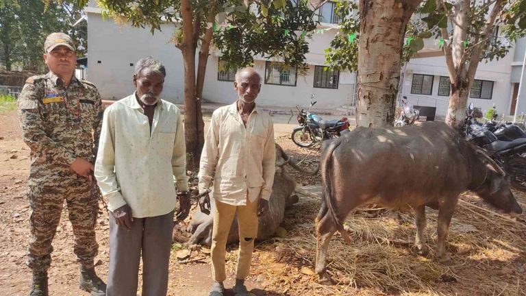 खैरागढ़. पशु तस्करी पर पुलिस की बड़ी कार्रवाई: 4 मवेशियों के साथ दो आरोपी गिरफ्तार, न्यायिक रिमांड पर भेजे गए