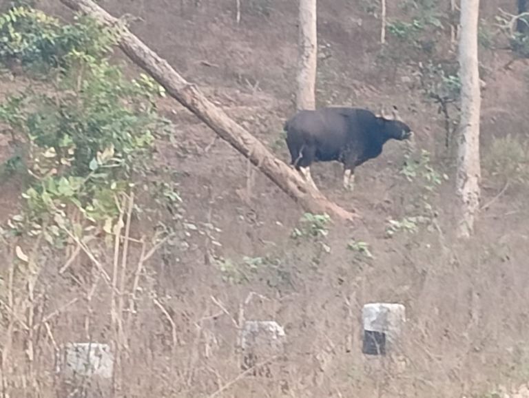 खैरागढ़. बैताल रानी घाटी में गौर की मौजूदगी से अलर्ट मोड में वन विभाग, ग्रामीणों से संयम बरतने की अपील
