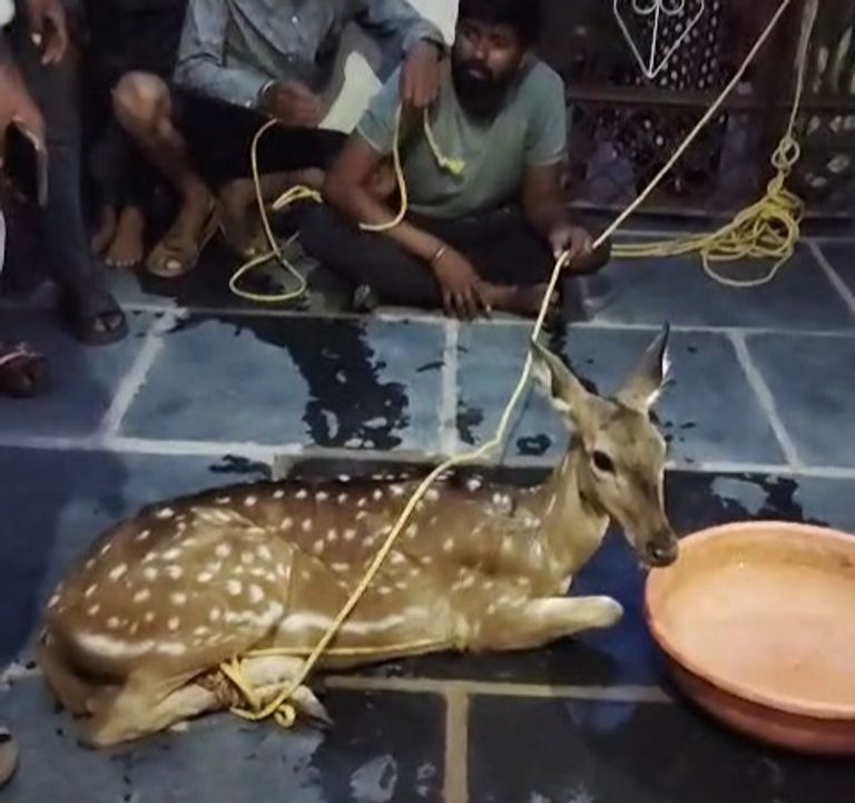 खैरागढ़. कुत्तों से बचने गांव पहुंचा जंगली हिरण, ग्रामीणों की सतर्कता से सुरक्षित रेस्क्यू; वन विभाग ने जंगल में छोड़ा