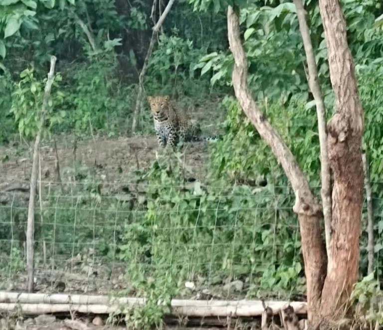 खैरागढ़. छिंदारी बांध के पास तेंदुए की चहलकदमी, आसपास के गांवों में दहशत का माहौल