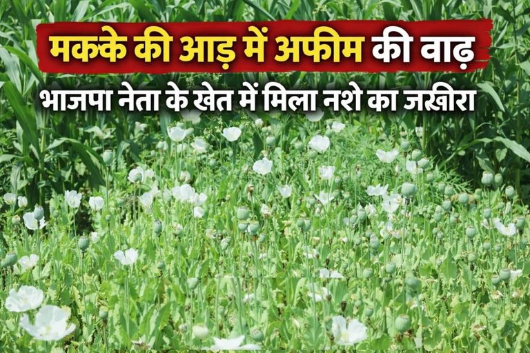 मक्के की आड़ में अफीम की बाढ़ , खेत मे मिला नशे का जखीरा