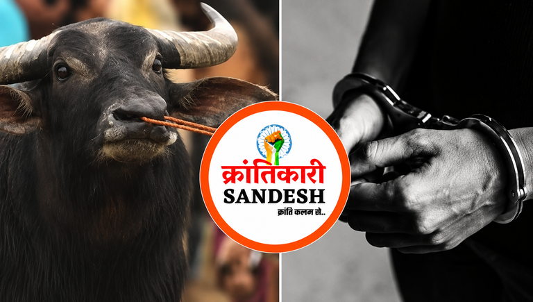 महाराष्ट्र कत्लखाने ले जाए जा रहे 4 भैंसा पड़वा बचाए, 2 तस्कर गिरफ्तार